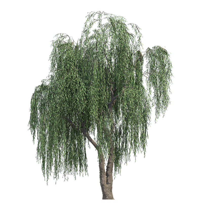 Salix babylonica - willow